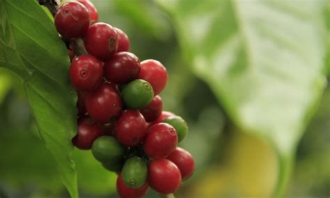 The fertiliser crisis will affect coffee yields for years