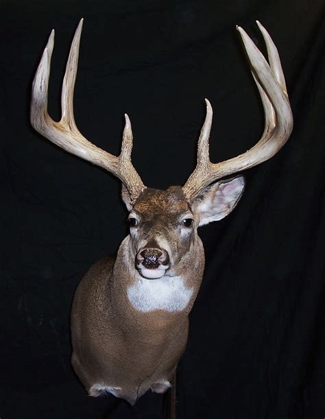 At one time world record 8 point I mounted. | Big deer, Deer pictures, Whitetail bucks