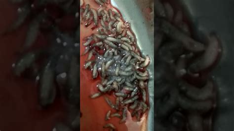 maggots in chronic wound nepal - YouTube