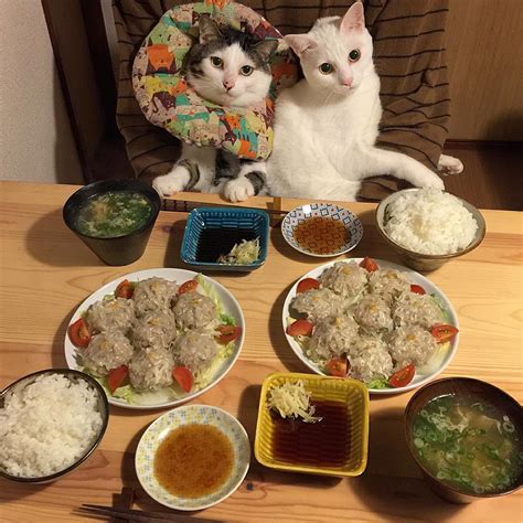 Two Well Behaved Cats Politely Watch Their Humans Enjoy Beautifully Prepared Meals