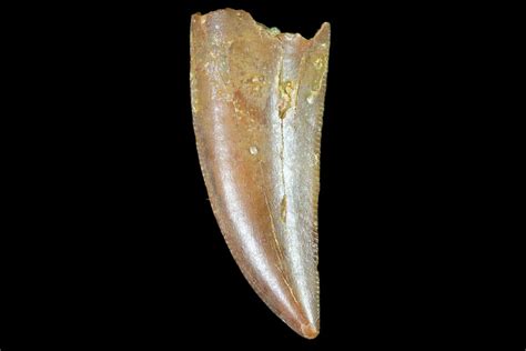 .92" Raptor Tooth - Real Dinosaur Tooth For Sale (#102370) - FossilEra.com