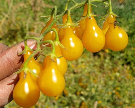 Cherry Tomato Plant Yellow Flowers - Garden Plant