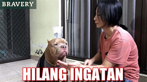 Tiba Tiba HEWIE PITBULL Hilang Ingatan | Anjing Pitbull lucu # ...