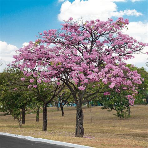 Tabebuia Rosea Tree 15 Seeds, Pink Poui Flowering Garden Ornamental Tr ...