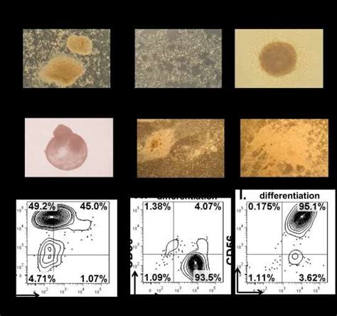 Phase microscope images and phenotypes of differentiating NK cells from ...