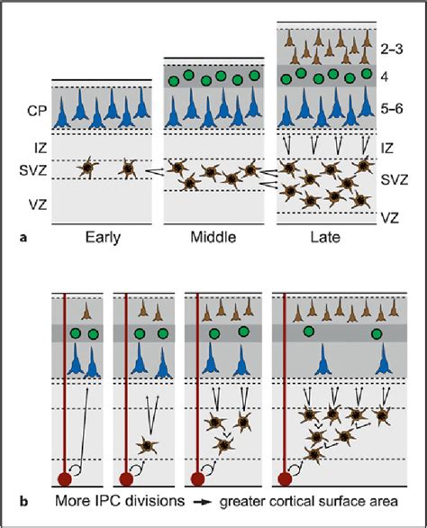 cerebral cortex development | Semantic Scholar