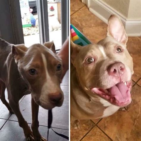 People Share 30 Pics Of Their Dogs Before And After Being Rescued, And It's Too Wholesome (New ...