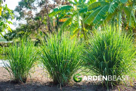 How to Grow Lemongrass: All You Need To Know