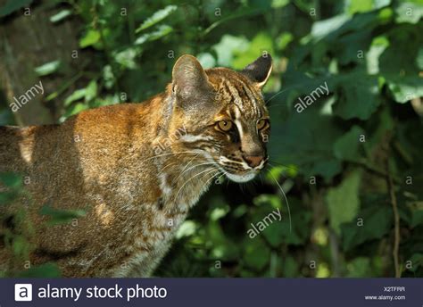 Asiatic Golden Cat Pardofelis Temminckii High Resolution Stock Photography and Images - Alamy