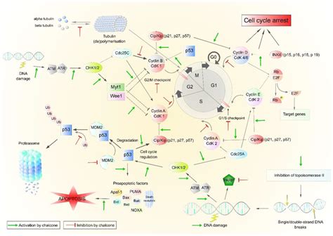 Basic steps in cell cycle regulation and p53 function. Abbreviations ...