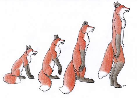 Fox Evolution by JakeDaFoxie on DeviantArt