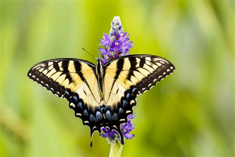 Awe-inspiring Facts About the Beautiful Swallowtail Butterflies - Animal Sake