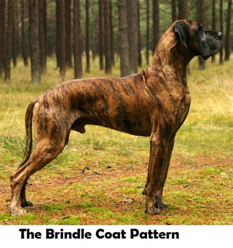 Seven Fascinating Dog Coat Color Patterns - Dog Discoveries