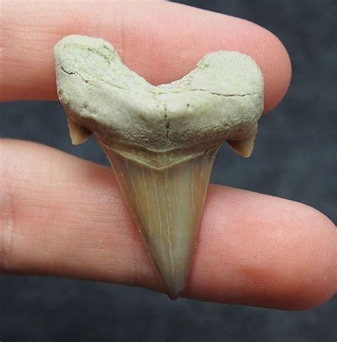 Shark Tooth Otodus Obliquus Fossil morocco Fossilien fossiler Hai 100-natural | Shark tooth ...