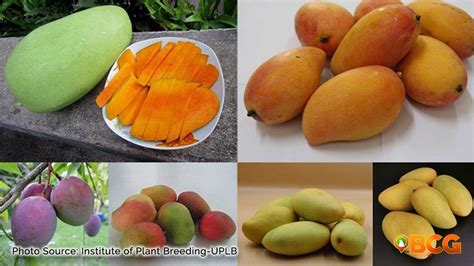 DOST unveils 9 new mango varieties | BCG