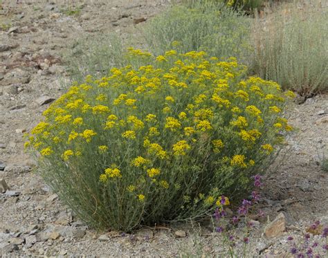 The Verdant Desert