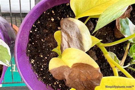 9 Signs Of Over-Fertilized Plants (+How To Fix It) » Simplify Plants