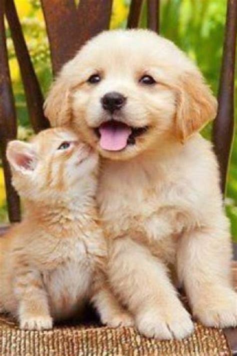 20 best Cute Kittens and Puppies together! images on Pinterest | Fluffy pets, Baby puppies and ...