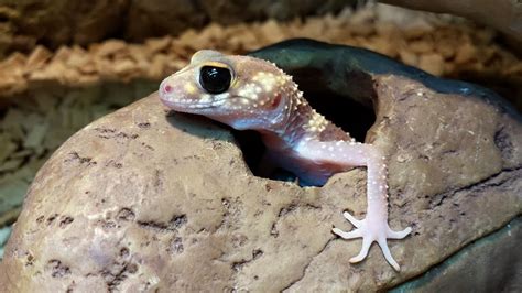 Australian Barking Gecko – Nephrurus milii – Evolution Reptiles