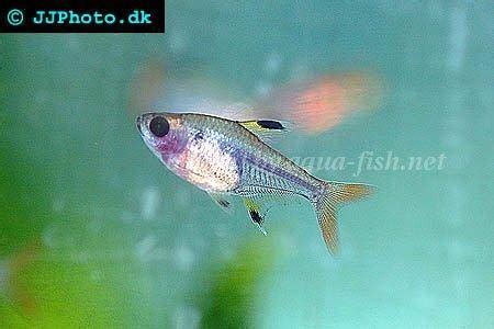 X-ray Tetra Care Guide: Diet, Breeding, and Aquarium Setup for Pristella maxillaris