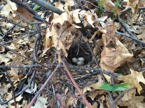 Brown Thrasher nest | Brown Thrasher Nest. Bunker Park, Coon… | Flickr