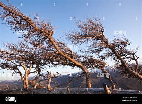 Wind blown trees on Craig Varr in Perthshire Scotland Stock Photo - Alamy