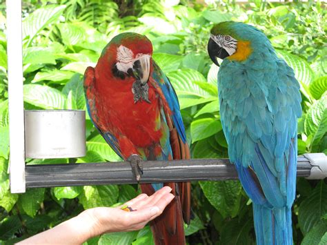 File:Two different macaws -Jungle Island -Miami-6a.jpg - Wikipedia, the free encyclopedia