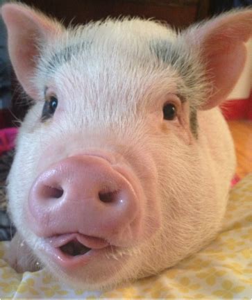 What it's REALLY like to have a pet pig - Mini Pig Info