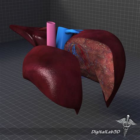 Liver Anatomy 3D Model MAX OBJ 3DS FBX C4D LWO LW LWS | CGTrader.com