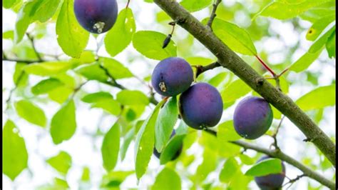 plum tree diseases pictures uk - Arica Whitworth