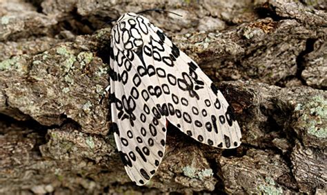 giant woolly bear, great leopard moth - Hypercompe scribonia (Stoll 1790)