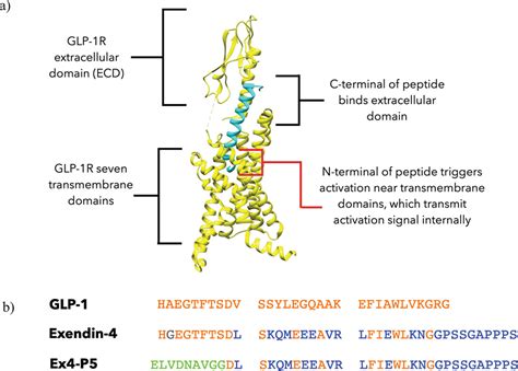 Crystal Structure Of The GLP-1 Receptor Bound To A Peptide, 55% OFF