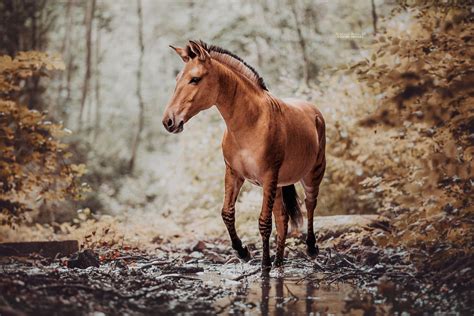 10 Photos Of A Zorse, A Horse And Zebra Hybrid Not Many Know Exists, By Photographer Carina ...