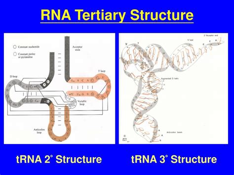 PPT - Introduction to the RNA Folding Problems PowerPoint Presentation ...