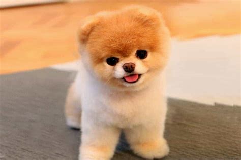 Chó Phốc Sóc Pomeranian Và 11 Sự Thật Bạn Chưa Biết Về Chúng