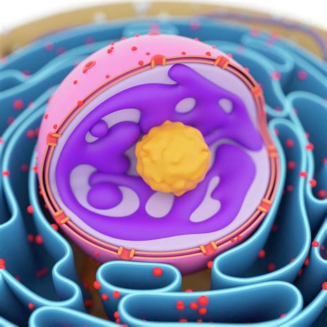 Cell Nucleus #2 Photograph by Sciepro/science Photo Library - Fine Art ...