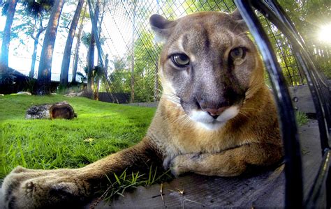 $5M fence project to protect panthers on Alligator Alley - Orlando Sentinel