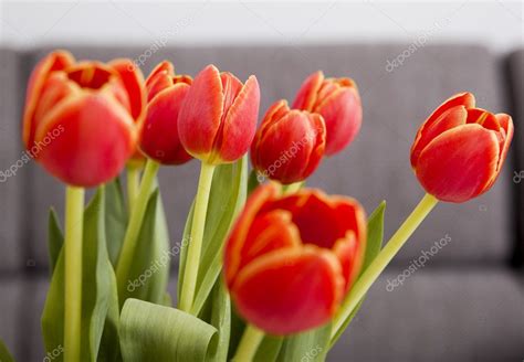 Orange Tulips Stock Photo by ©ikostudio 4938681