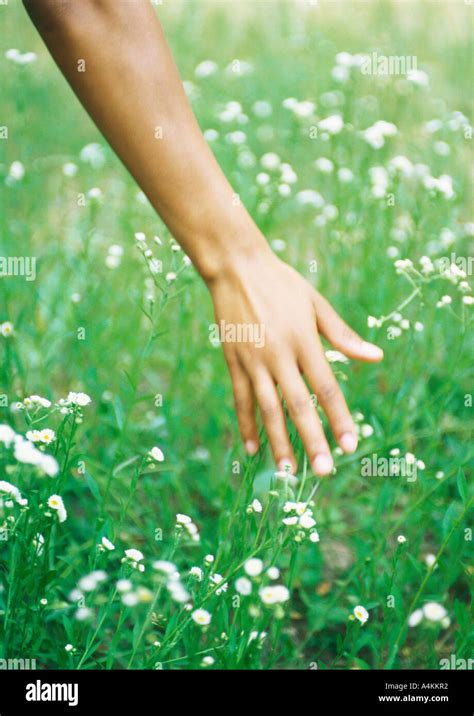 Hand touching grass Stock Photo - Alamy