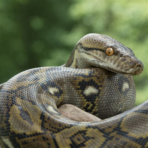 Reticulated Python | The Animal Spot