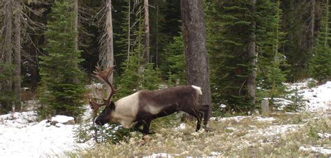 Lessons From Mountain Caribou Country: A 21st Century Conservation Opportunity – Wildsight