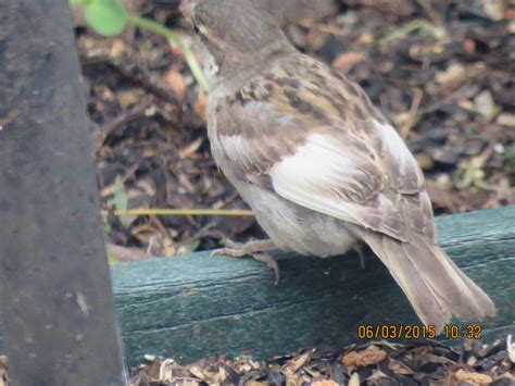 Leucistic House Sparrow - FeederWatch