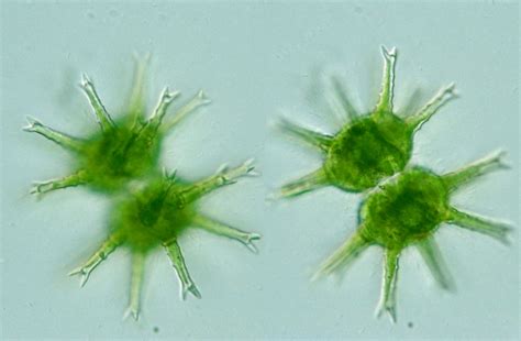 Protist Images: Staurastrum arctiscon