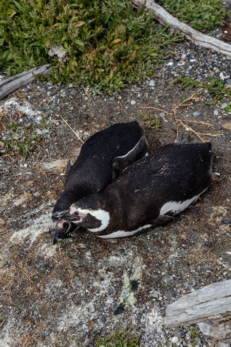 Walk with Penguins in Argentina | Keiko Lynn