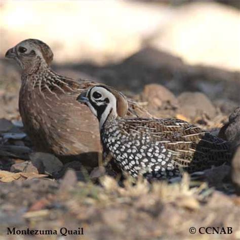 Montezuma Quail (Cyrtonyx montezumae) - MONQ