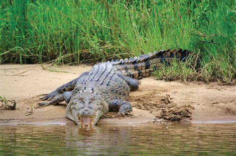 Daintree Rainforest: Crocodile & Wildlife River Cruises | GetYourGuide