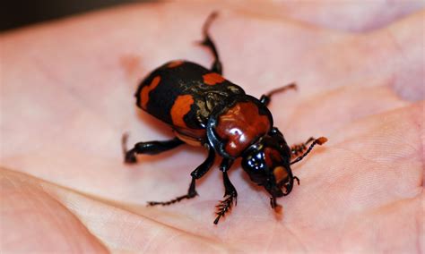 MObugs: American Burying Beetle---A Species in Peril