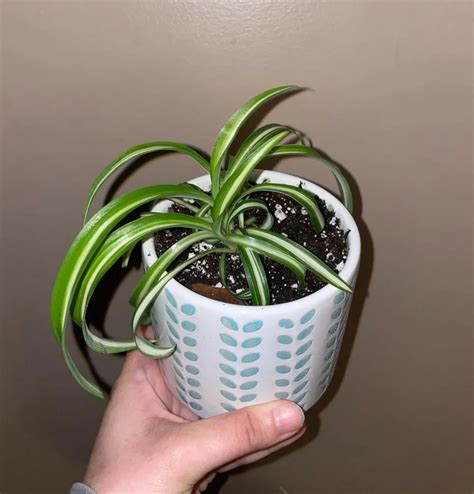 Spider Plant Watering Guide: How Often to Water