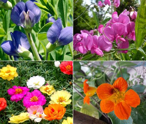 Annual flowers | Self-Seeding make your garden beautiful - Naturebring