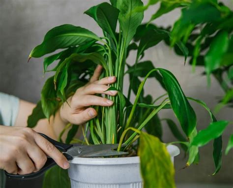 How to Prune Peace Lily Plants (Essential Guide) - Petal Republic